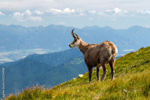 Tatra chamois on the hill