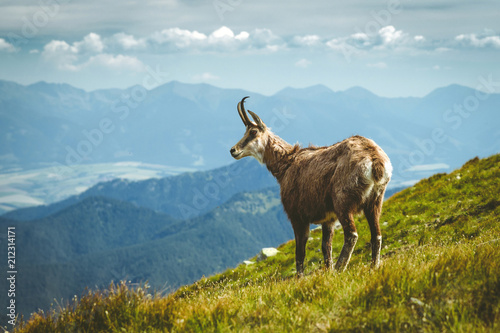 Tatra chamois on the hill