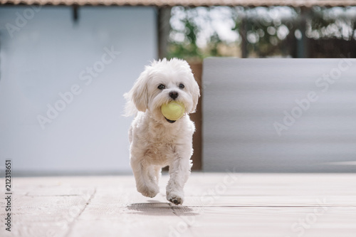 white maltese bichon dog playing with ball in mouth