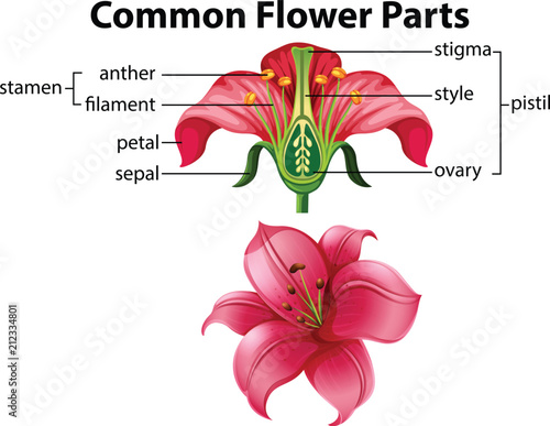 Science of Common Flower Parts