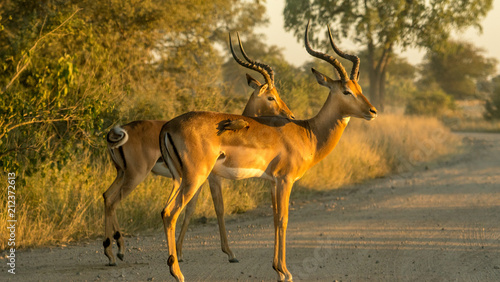 two male impala antelope stand by road in Africa