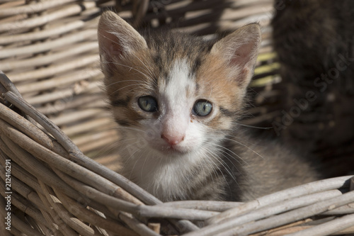 Potrait of a cute kitten sitting i a basket