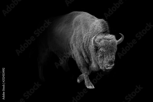 european bison animal wildlife wallpaper