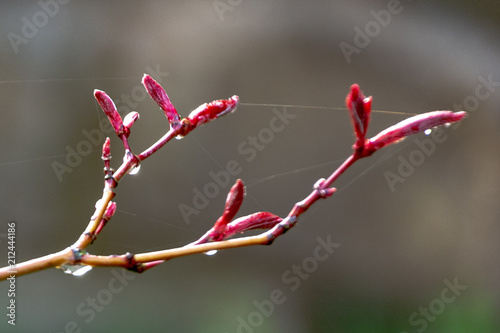 ramo di acero rosso in primavera