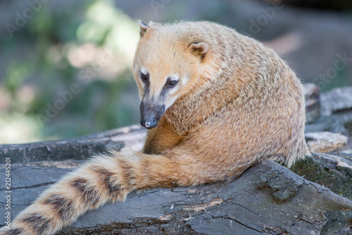 Südamerikanischer Nasenbär (Nasua nasua)