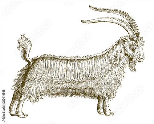 Shaggy billy-goat with erected tail. Illustration after vintage woodcut engraving from 16th century
