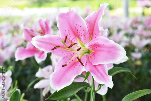 close up of pink lilly