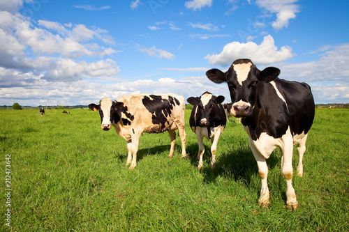 France > Campagne > élevage > Vache