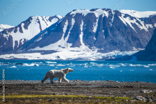 Polar bear in south Spitsbergen.