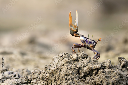 Uca tangeri crab