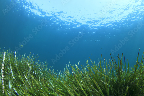 Green grass blue ocean underwater 