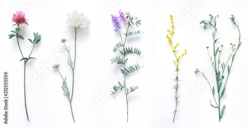 Set of wild flowers, flowering grass, natural field plants, color floral elements, beautiful decorative floral composition isolated on white background, macro, flat lay, top view.