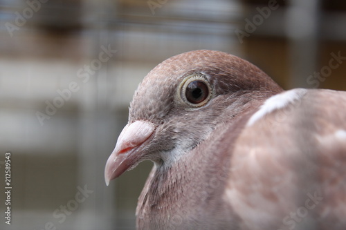 Głowa gołębia z profilu