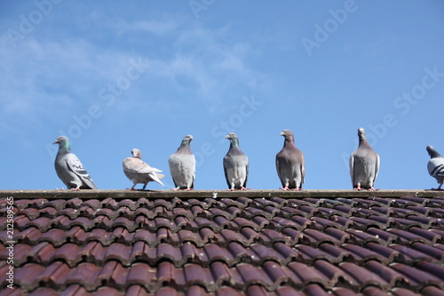 Gołębie na dachu