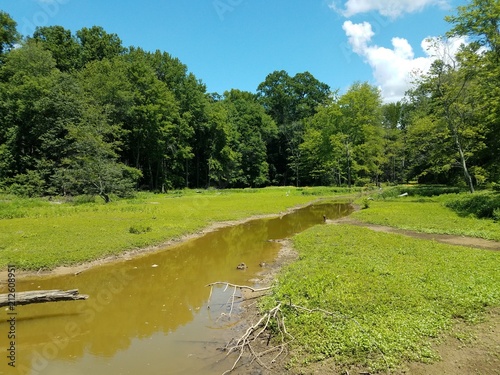 small creek and mud in a wetland area
