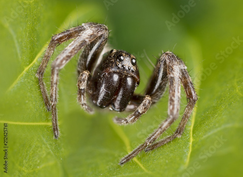 Bardzo mały pająk wilka (Lycosidae)