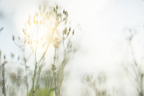 blurred image of glass flower