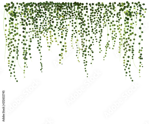 ivy wall background. greenery vector illustration. climbing plant leaves. texture background card website banner leaflet web flyer blog stationery