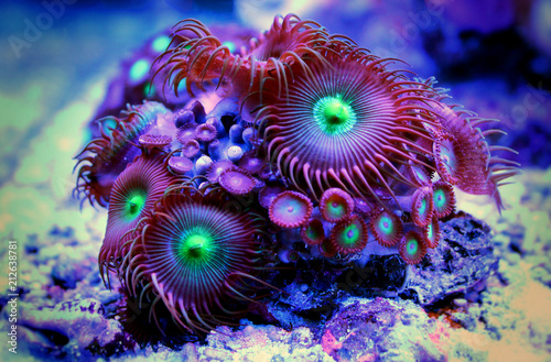 Zoanthus polyps colony in reef aquarium tank