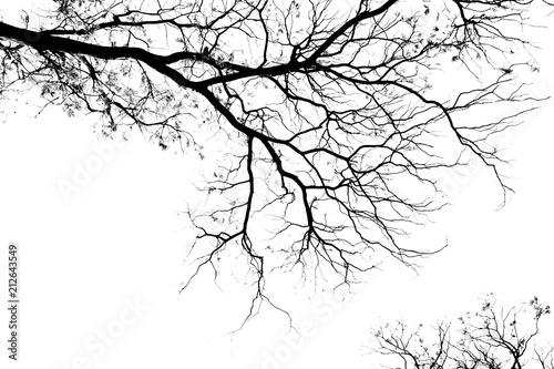 Bare tree branches on a pale white background