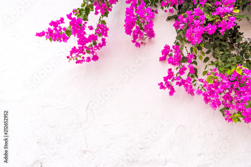beautiful spanish Bougainvillea flowers on white wall