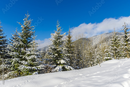 Winter snow trees in the mountains