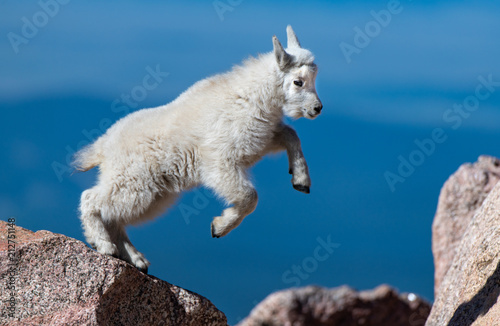 Adorable Baby Mountain Goat Lamb At The Top Of Mount Evans