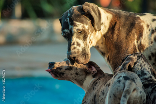 Great dane dog with its puppies