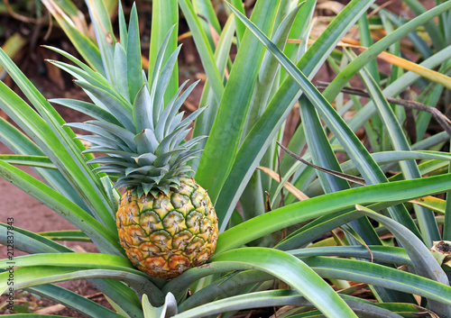 Golden pineapple is growing - Oahu, Hawaii