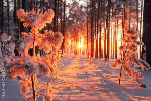 Sunny winter forest