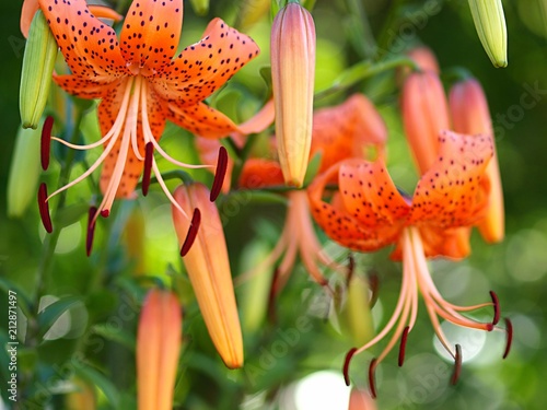 オニユリの花