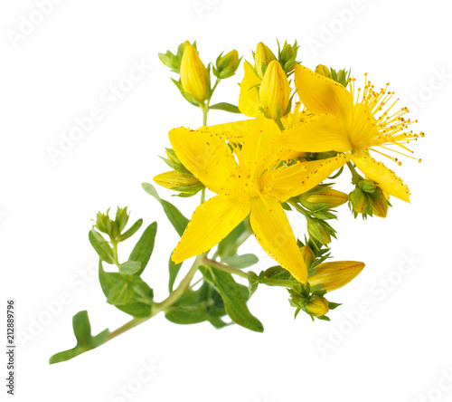 St. John's wort (Hypericum perforatum) isolated on white background