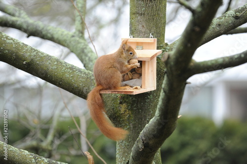 Eichhörnchen (Sciurus vulgaris),