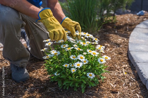 Landscaper dead-heading perennials