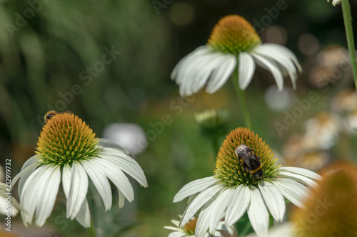 White echinacea flower on a sunny day