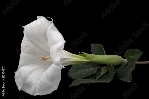 Datura flower, dope, stramonium, thorn-apple, jimsonweed, isolated on black background