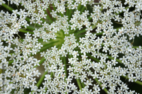 white flowers of a caraway