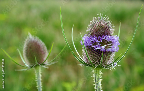 flower head of wild teasel with lavender blossoms