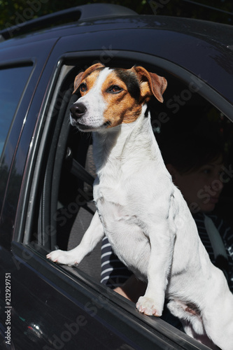Portrait of dog while looking through car's window