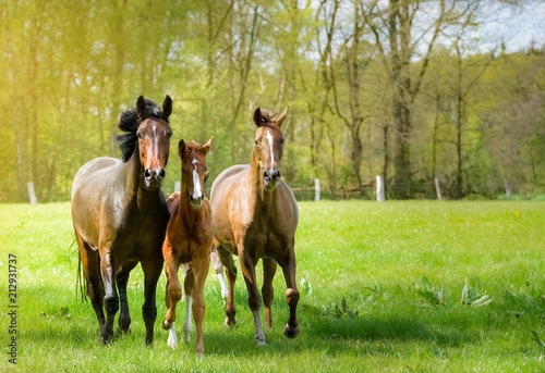 Pferde toben ausgelassen auf einer sonnendurchfluteten Pferdekoppel