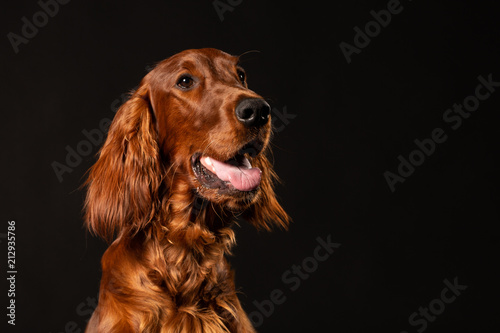 Irish Setter panting studio shot