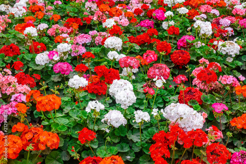 beautiful flower bed of colorful blooming geranium like background in park