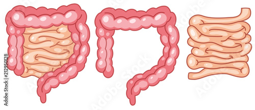 Human intestine anatomy on white background