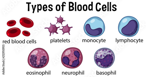 Types of Blood Cells