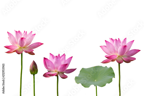 Pink Lotus And Leaf Isolated On White Background.