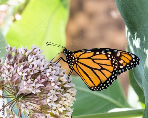 Orange & black Monarch butterfly on milkweed flowers. Also called common tiger, black veined brown and wanderer butterflies