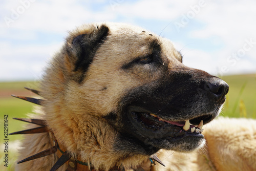 Anatolian shepherd dog with spiked iron collar lying on pasture. (Spiked iron collar protects the necks of dog against wolf.