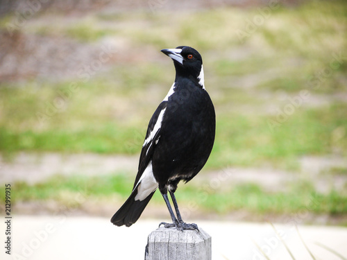 An Australian magpie perched on a wood log.