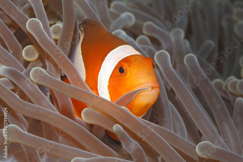 Clown Anemonefish, Amphiprion percula