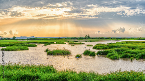 Panoramic landscape scenery of marsh wetland full of grass with heron looking for fish during sunset at Thalaynoi, Phatthalung, Thailand